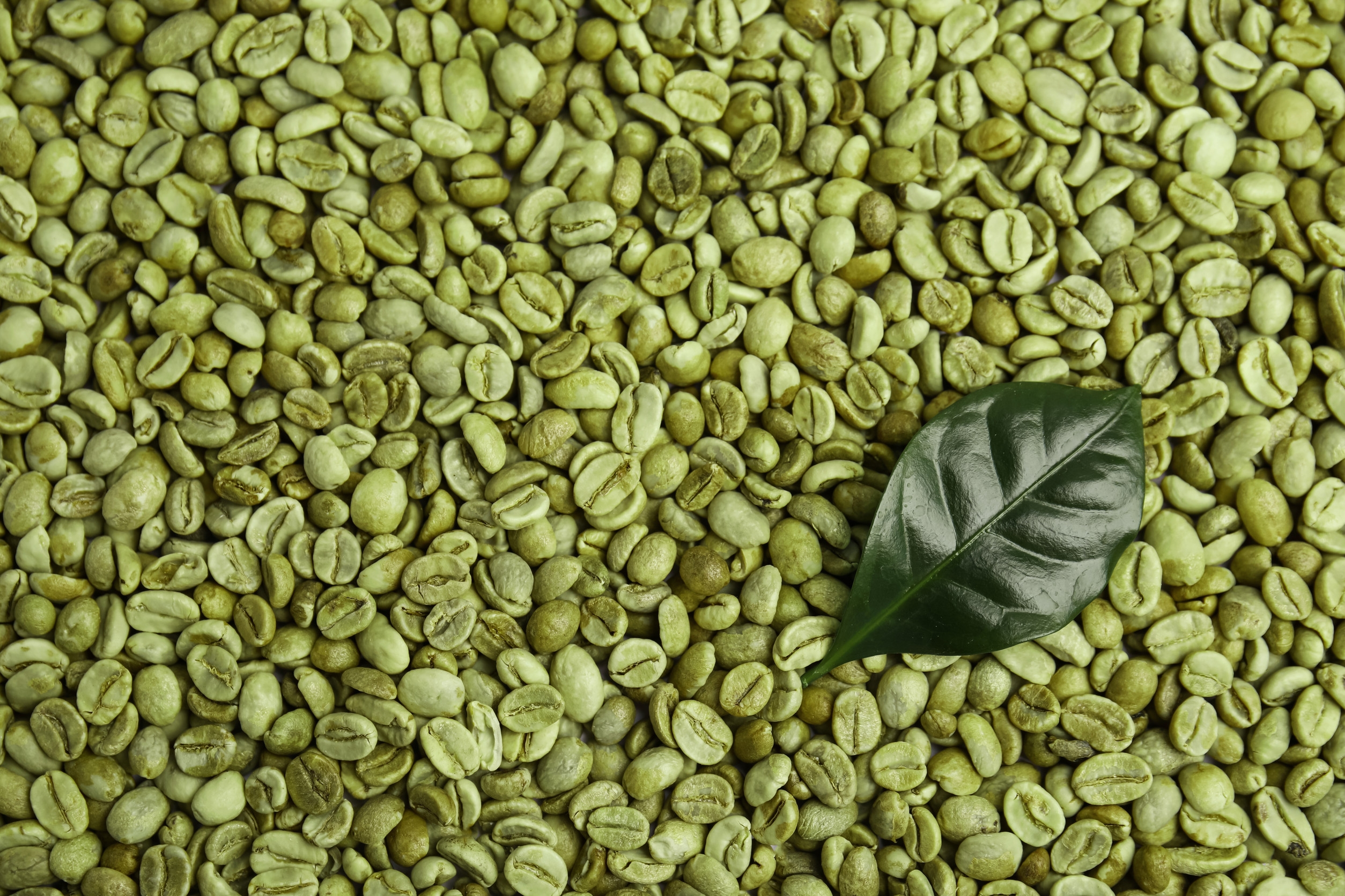 Ingredient: Green coffee extract